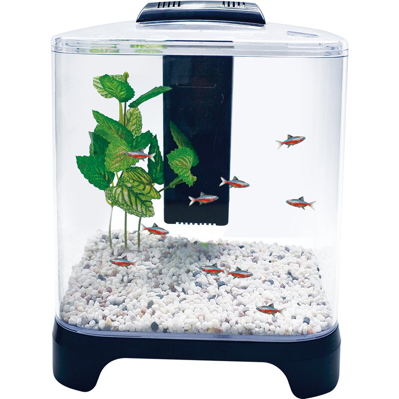 Betta fish tank kit best sale